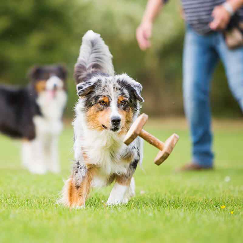 https://lovefurrybabies.com/wp-content/uploads/2019/07/inner_image_01.jpg