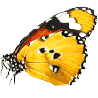 https://lovefurrybabies.com/wp-content/uploads/2019/08/butterfly.png