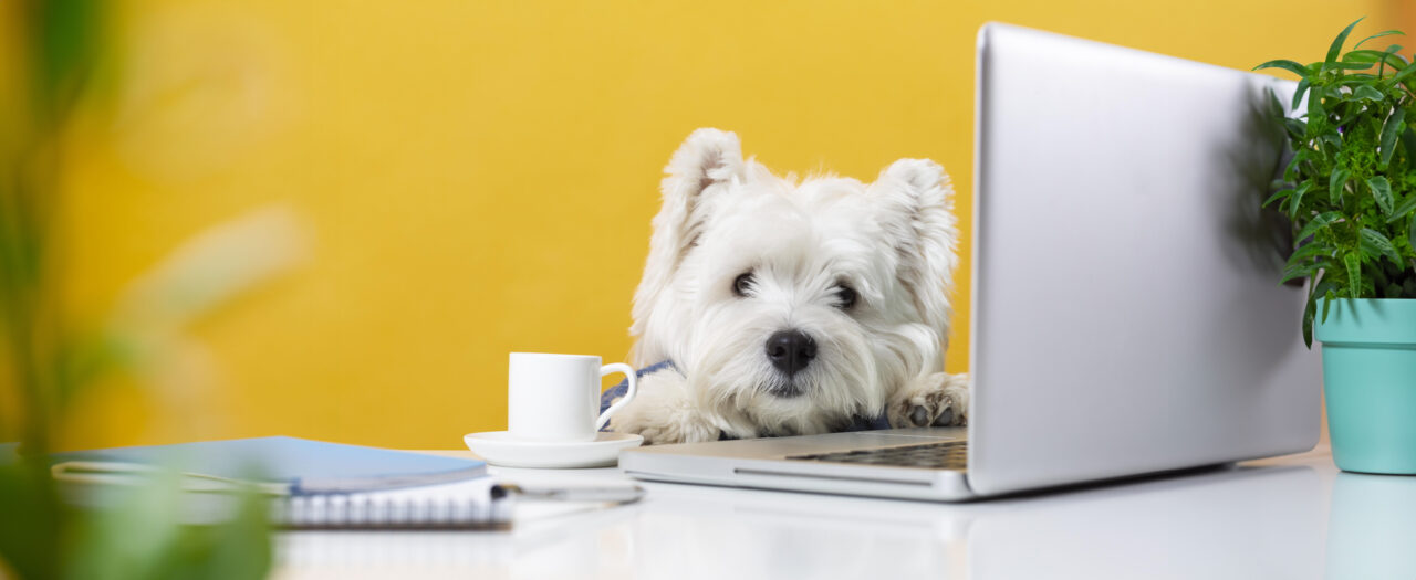 003 cute-little-dog-impersonating-business-person