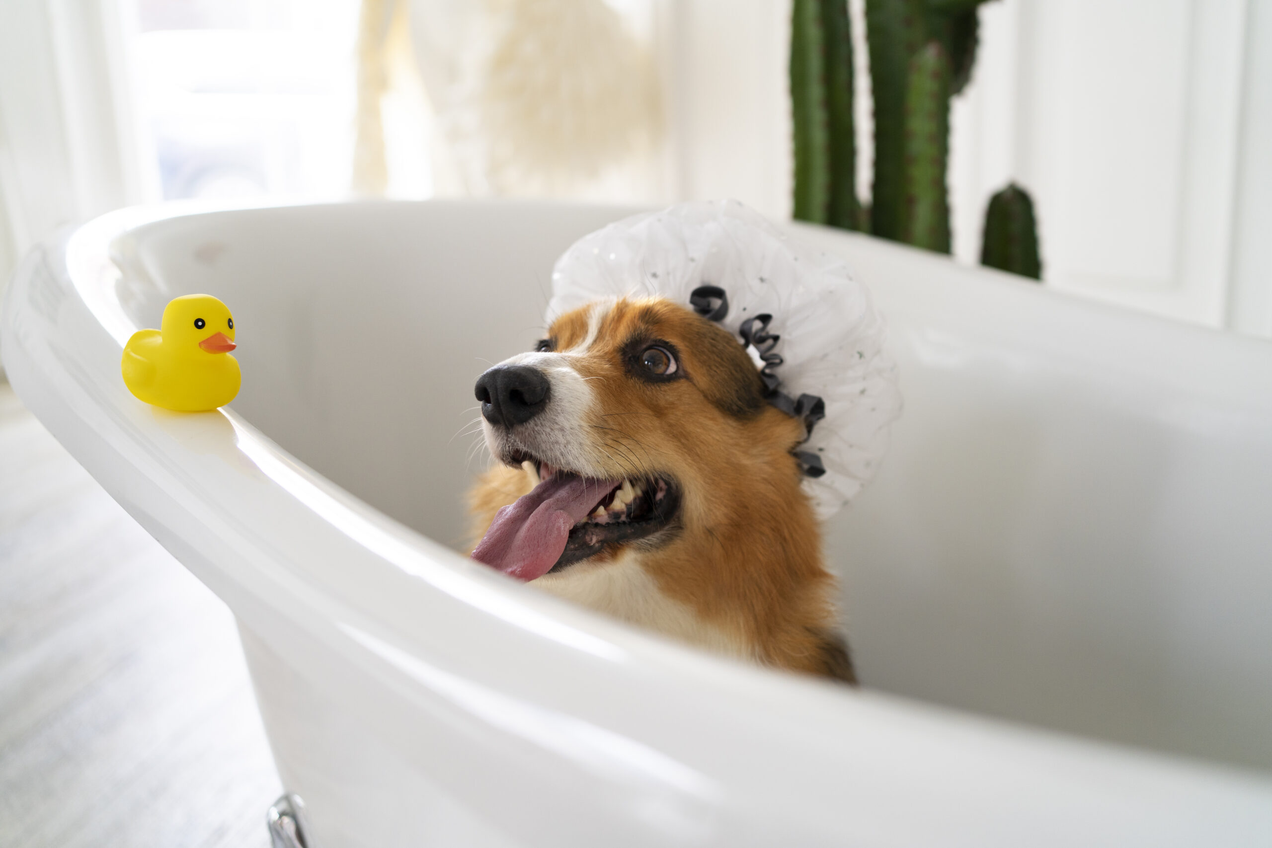 https://lovefurrybabies.com/wp-content/uploads/2024/04/washing-pet-dog-home-scaled.jpg
