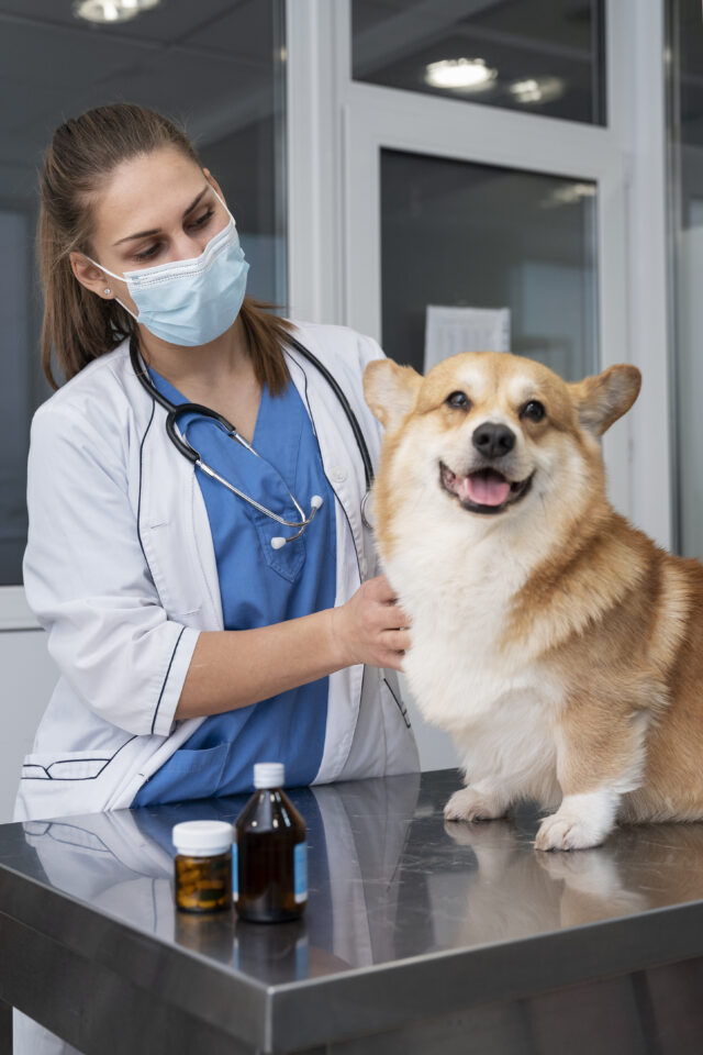 veterinarian-taking-care-pet-dog unsplash.com