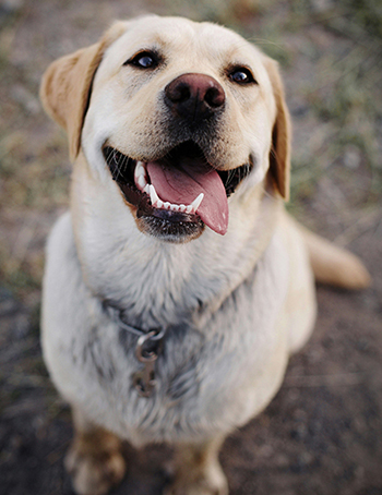 Labrador-Retriever-noemi-macavei-katocz-c7bUIRBqapA-unsplash.jpg