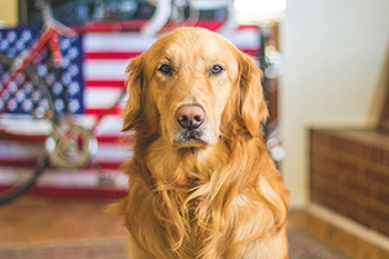 golden-retriever-caleb-fisher-pgUbpDLJh3E-unsplash.jpg