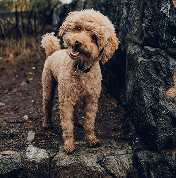 poodle-fredrik-ohlander-tGBRQw52Thw-unsplash.jpg