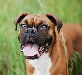 boxer-dog-anita-peeples-5ylV-khwM9s-unsplash.jpg