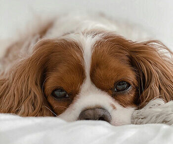 cavalier-king-charles-spaniel-t-r-photography-GBJ3wTipgqg-unsplash.jpg