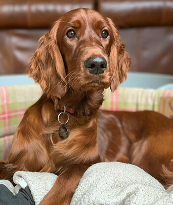 irish-setter-dan-robinson-Aa4AH1Wb76U-unsplash.jpg