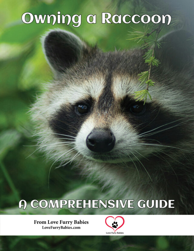 Owning a Raccoon A Complete Guide for sale on Amazon