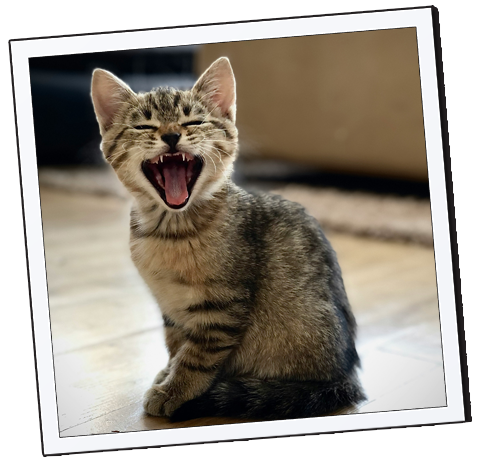 pet memorial wall art, custom pet keepsake, pet remembrance gift, digital pet memorial, rainbow bridge pet art, personalized pet memorial, custom pet tribute, pet loss remembrance, digital pet remembrance, pet memorial digital download, custom pet wall art, pet loss gift, pet memory keepsake, pet memorial gift digital, custom pet remembrance, Love Furry Babies