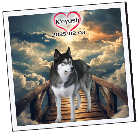 K'eyush Tribute from Love Furry Babies' Paws Beyond The RAINBOW