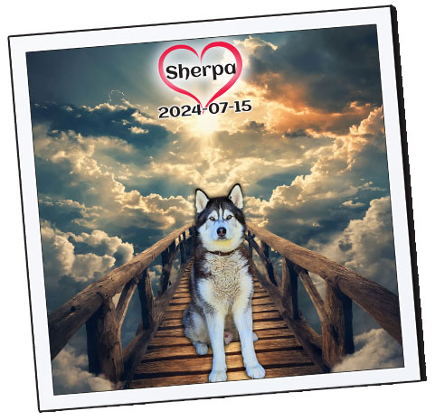Sherpa Tribute from Love Furry Babies' Paws Beyond The RAINBOW