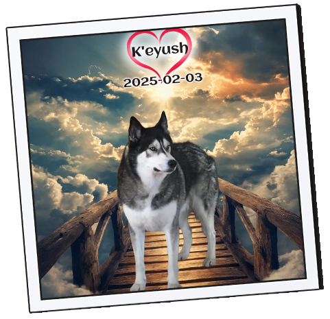 K'eyush Tribute from Love Furry Babies' Paws Beyond The RAINBOW