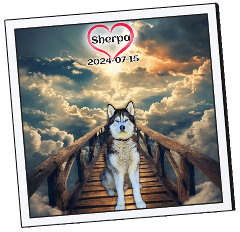 Get Your Devotion to your Passed on Pet