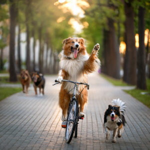 https://lovefurrybabies.com/wp-content/uploads/2025/09/Dog-on-bike-300x300.jpg