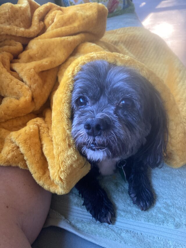 Bailey 2020 Not Eligible