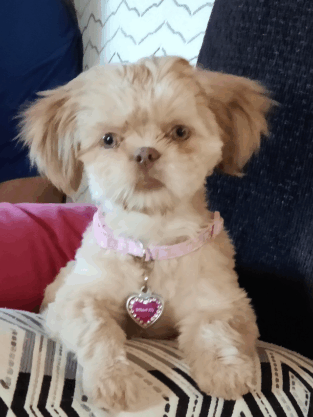 Bella Joy - G Brammer: Sweetest Little Boo