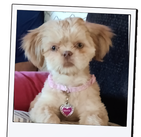 Lexi & Snowball  enjoy Love Furry Babies on YouTue, Instagram and Pinterest