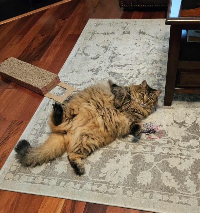 Bonnie - A Klohn: Most Dramatic Flop