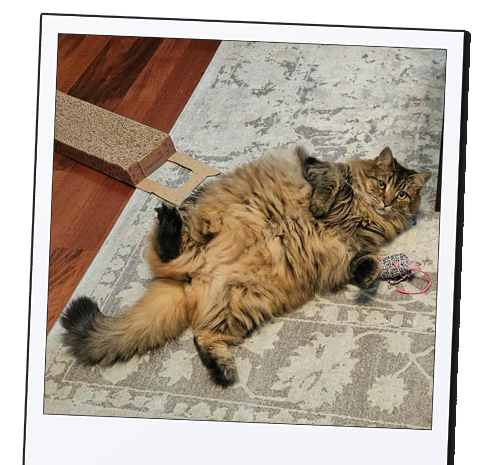 Get Your Devotion to your Passed on Pet