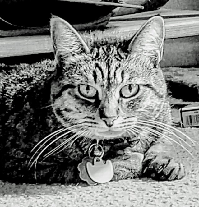 Callie - C Seyle: Best Noir Glare