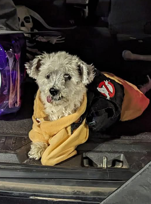 Cooper Hattaway: Paranormal Pupformance