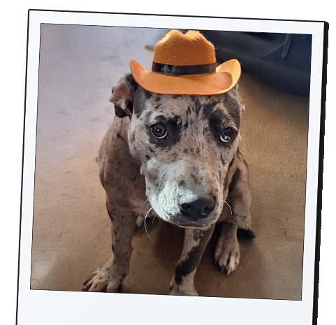 K'eyush Tribute from Love Furry Babies' Paws Beyond The RAINBOW