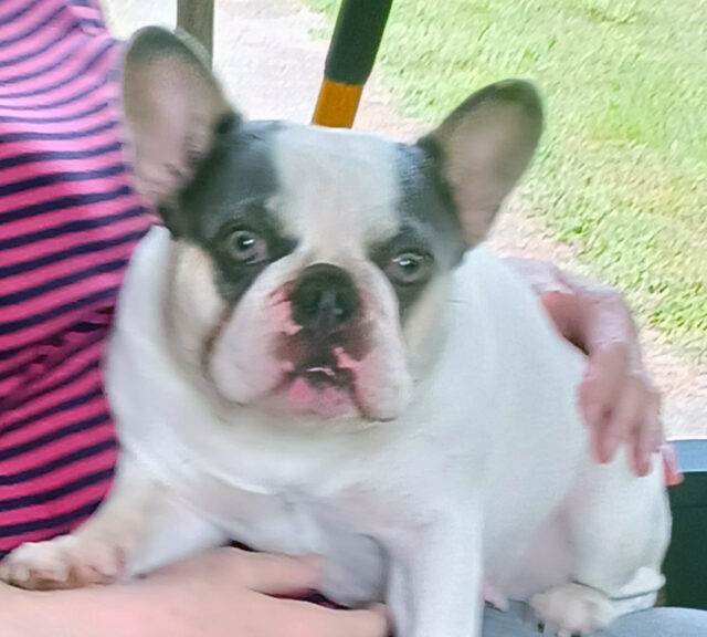 Mare Mare - Ginger: Best Boo Buddy