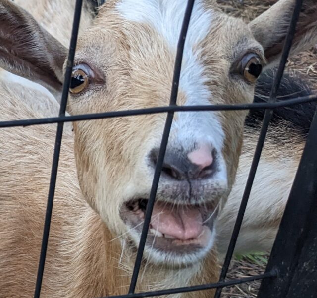 Momma Goat - S Gibeaut: Best Haunted Farm Vibes