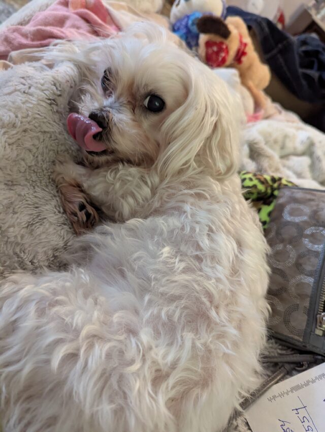 S.Newton: Silliest Specter