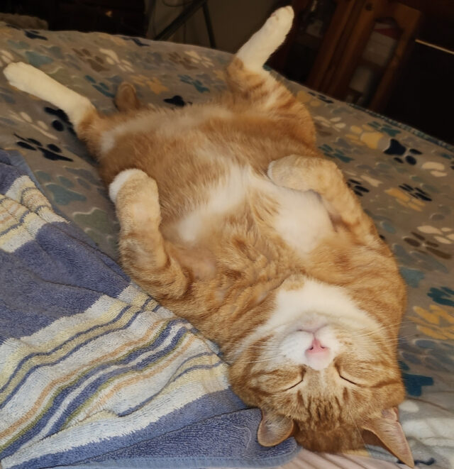 Snickers - JEANNETTE W: Most Relaxed in the Afterlife