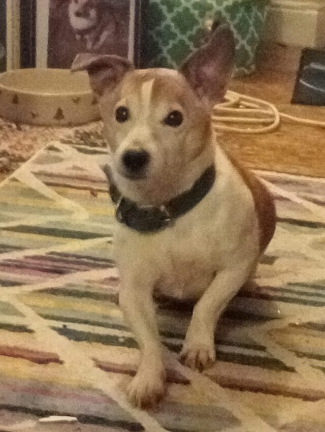 Ollie - WINNER OF THE VALENTINES PHOTO CONTEST