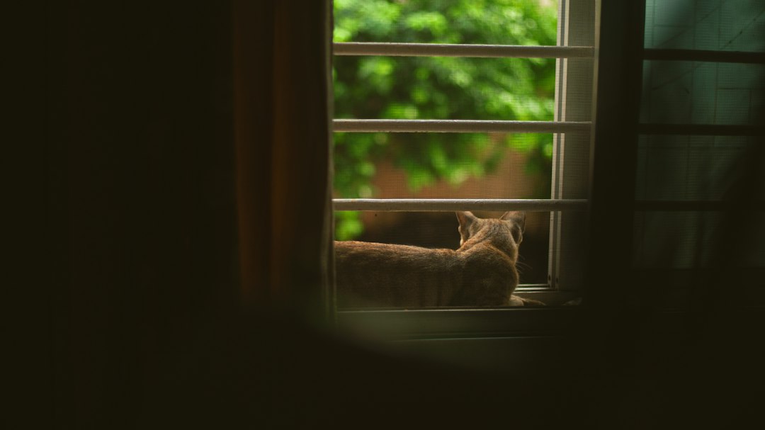 An orange tabby cat relaxing by a window at home between scheduled check-ins