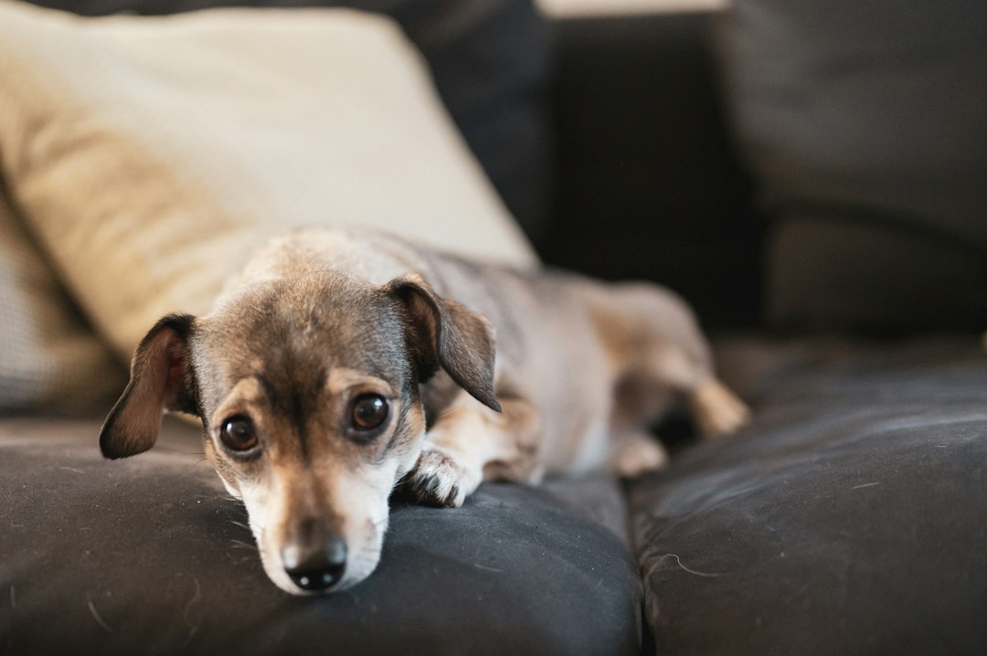 A relaxed dog at home: a scheduled pet visit can help preserve daily routines