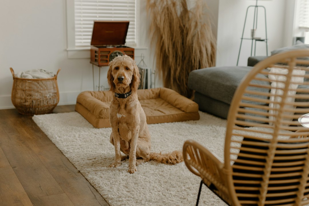 A happy dog sitting in its familiar living room, ready for a routine pet check-in